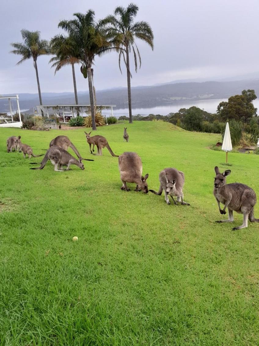 Norfolk Pines Motel Merimbula Εξωτερικό φωτογραφία