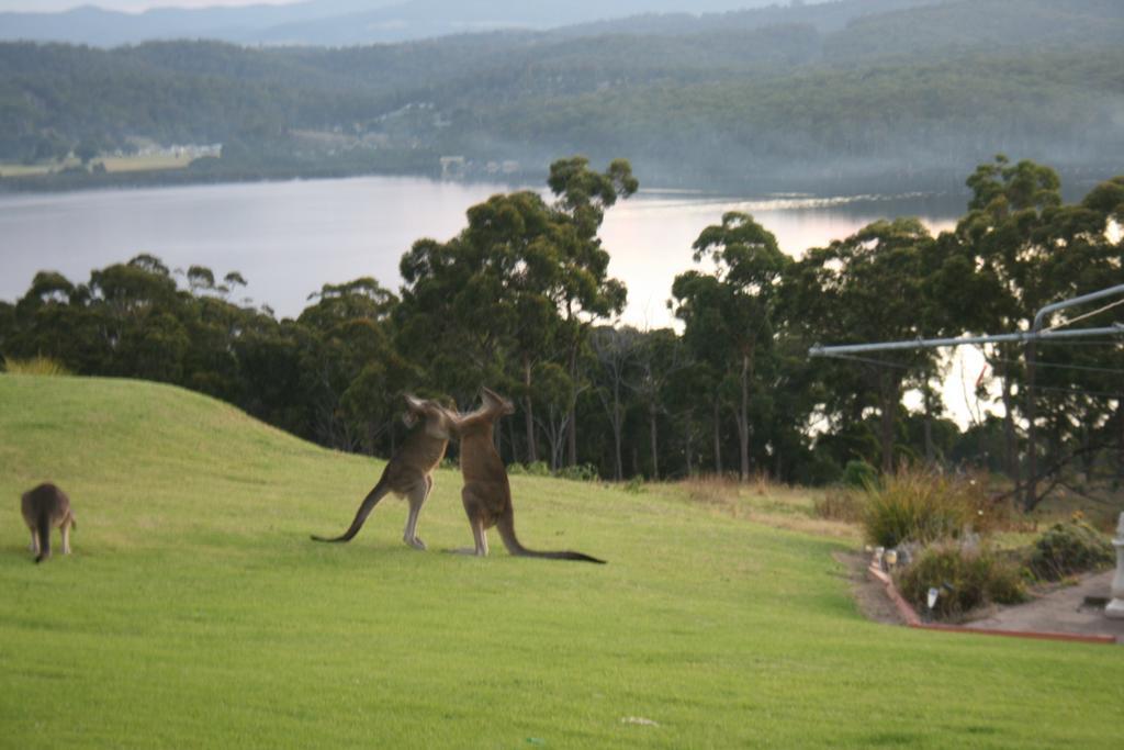 Norfolk Pines Motel Merimbula Εξωτερικό φωτογραφία